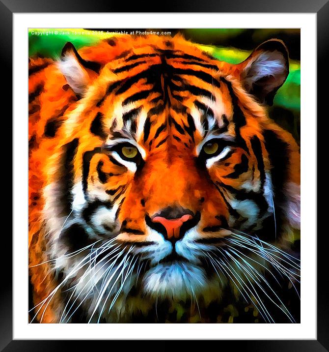  Sumatran Tiger Framed Mounted Print by Jack Torcello
