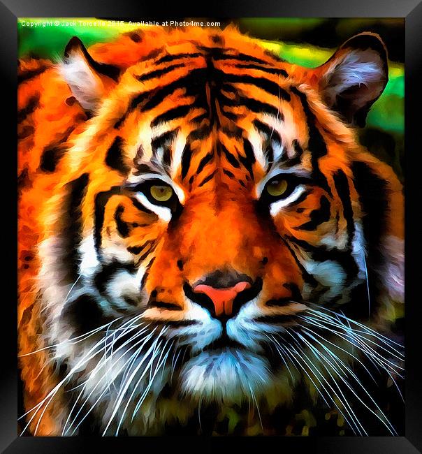  Sumatran Tiger Framed Print by Jack Torcello