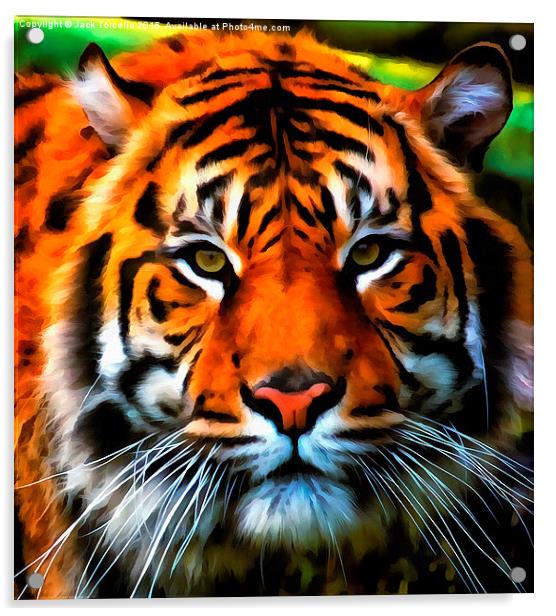  Sumatran Tiger Acrylic by Jack Torcello