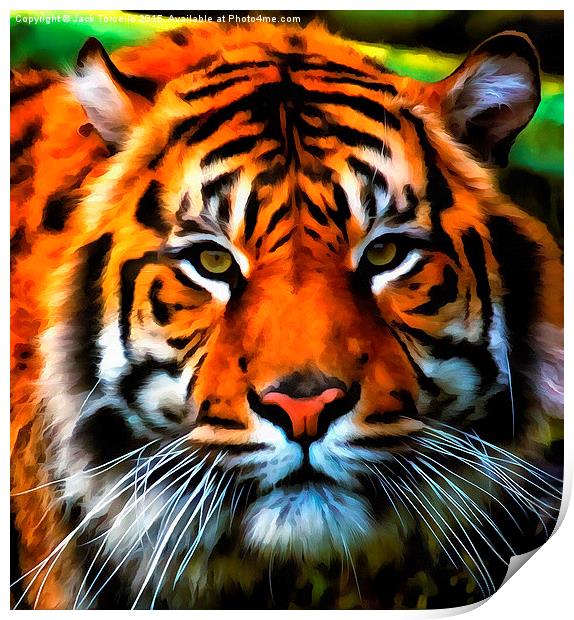  Sumatran Tiger Print by Jack Torcello