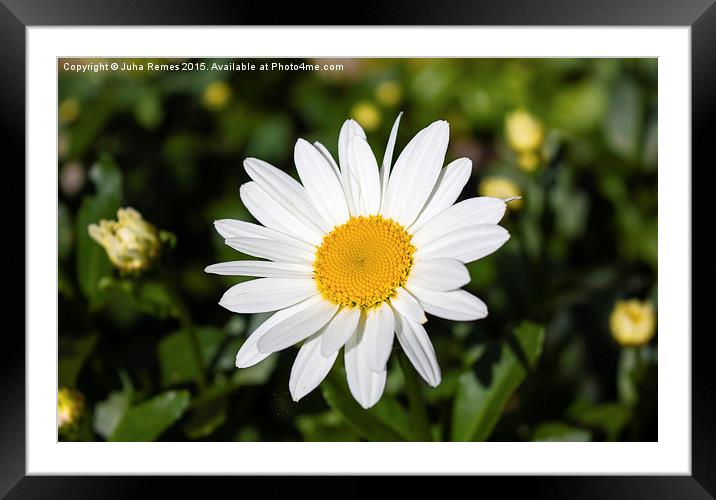 Summer Daisy Framed Mounted Print by Juha Remes