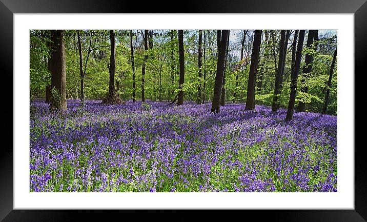  Bluebell Wood Framed Mounted Print by paula smith