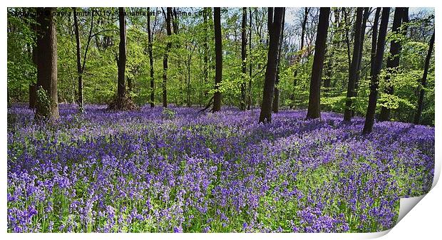  Bluebell Wood Print by paula smith