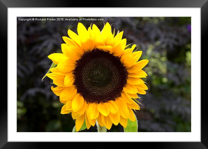  Sunflower Framed Mounted Print by Richard Pinder