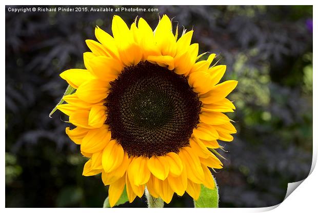  Sunflower Print by Richard Pinder