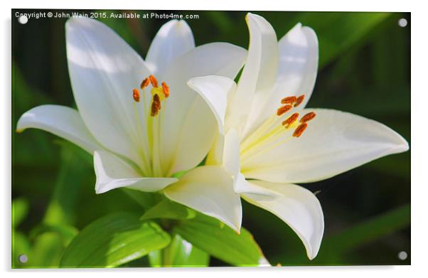  White Lilies Acrylic by John Wain