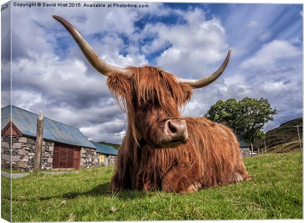  Highland Cow Canvas Print by David Hirst