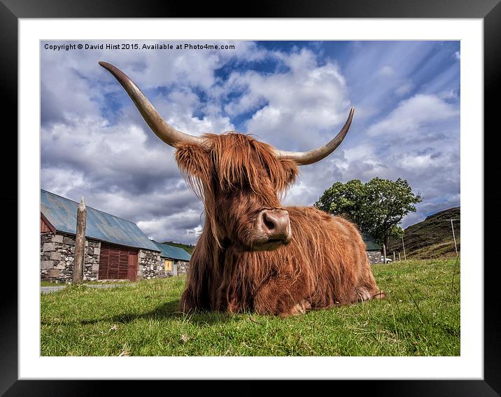  Highland Cow Framed Mounted Print by David Hirst