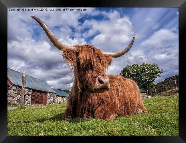  Highland Cow Framed Print by David Hirst