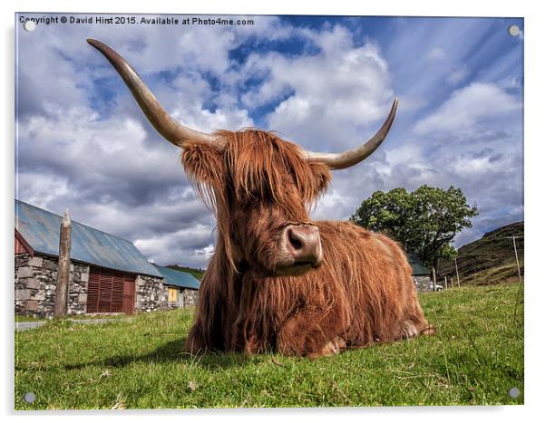  Highland Cow Acrylic by David Hirst
