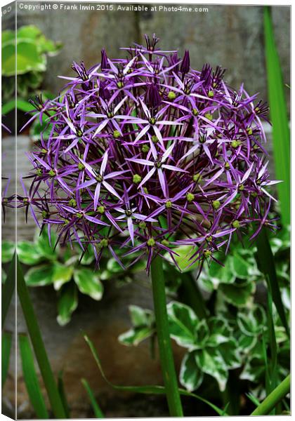 Allium Haarlem Superglobe  Canvas Print by Frank Irwin