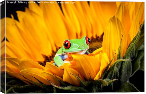 Red Eyed Tree Frog Canvas Print by Danny Callcut