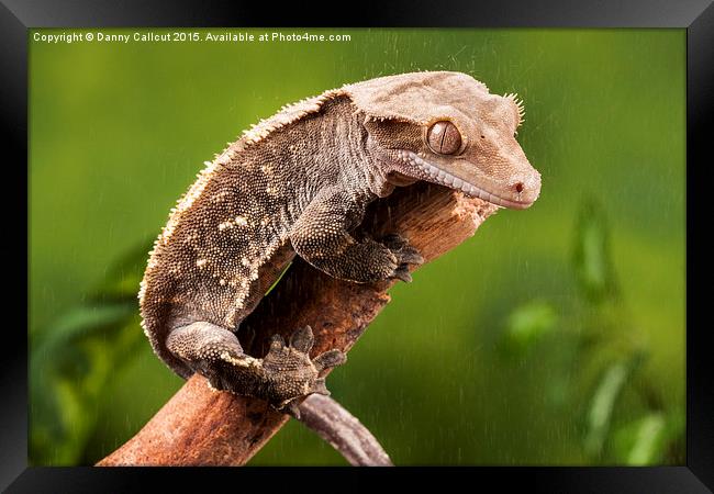 New Caledonian Crested Gecko Framed Print by Danny Callcut