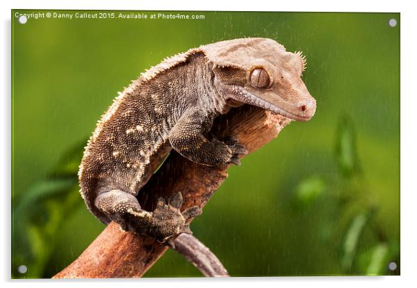 New Caledonian Crested Gecko Acrylic by Danny Callcut