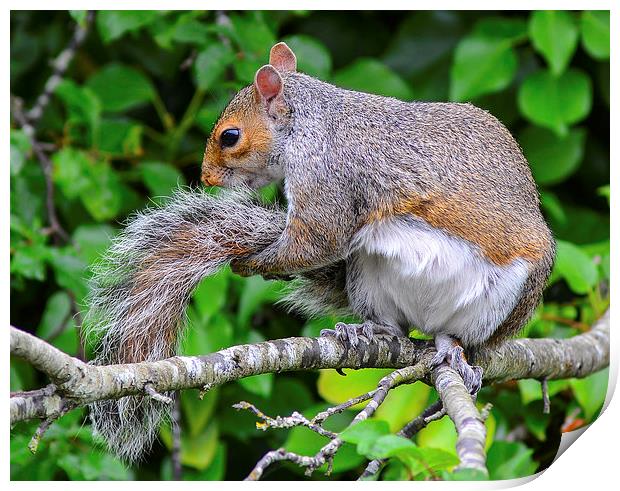  grey squirrel Print by nick wastie