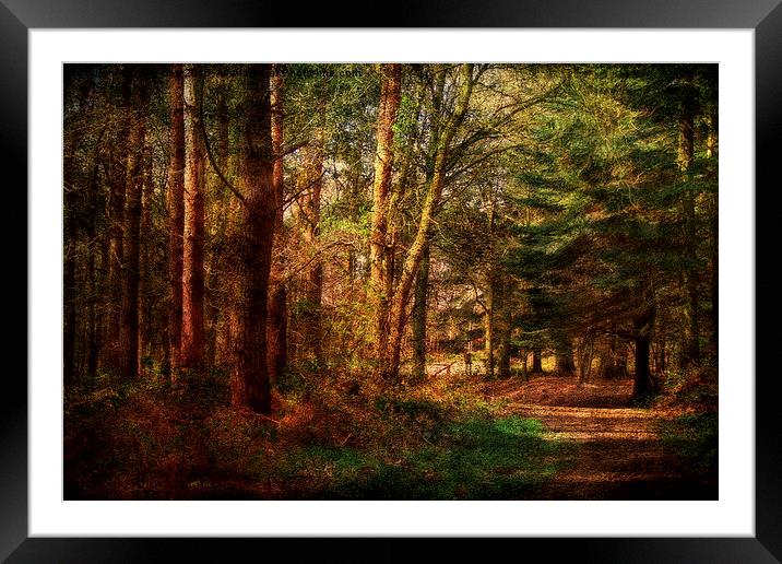 Holt Country Park 32 Framed Mounted Print by Julie Coe