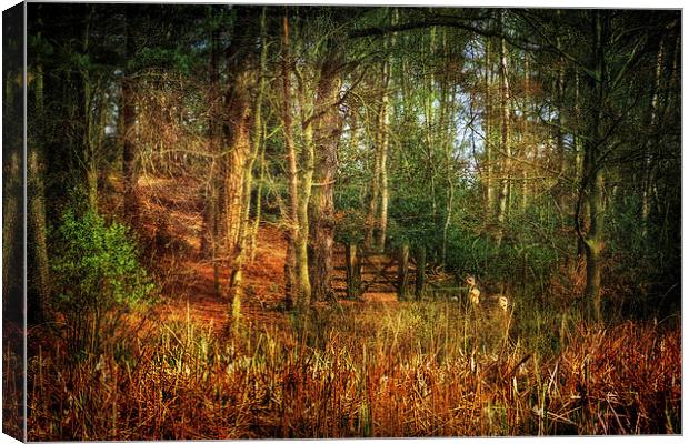 Holt Country Park 34 Canvas Print by Julie Coe