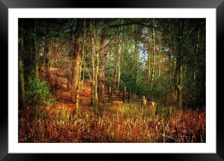Holt Country Park 34 Framed Mounted Print by Julie Coe
