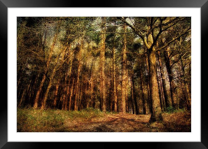 Holt Country Park 36 Framed Mounted Print by Julie Coe