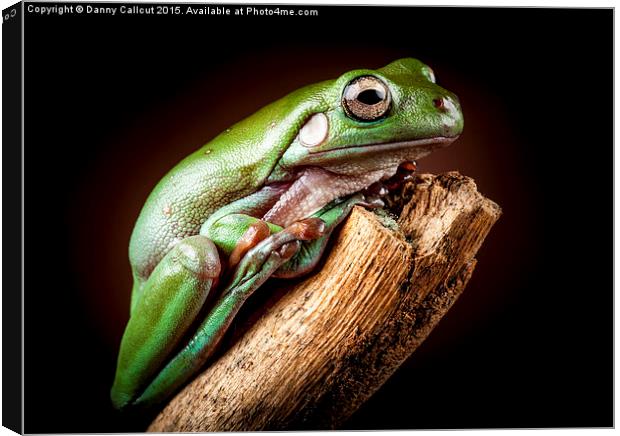 White's Tree Frog Canvas Print by Danny Callcut