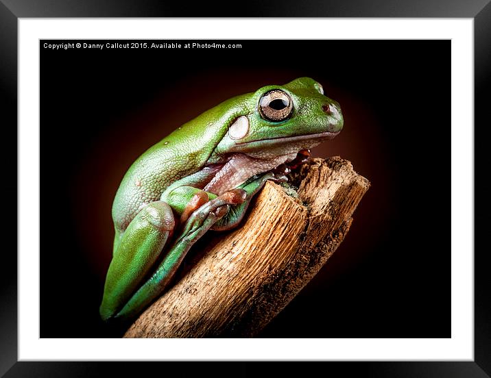 White's Tree Frog Framed Mounted Print by Danny Callcut