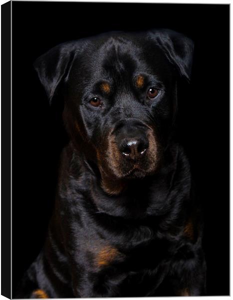  Rottweiler portrait Canvas Print by Jade Scott