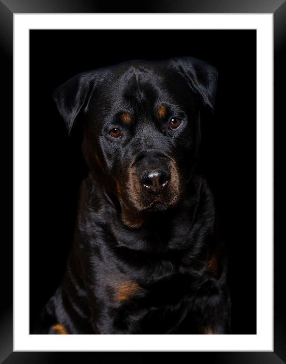  Rottweiler portrait Framed Mounted Print by Jade Scott