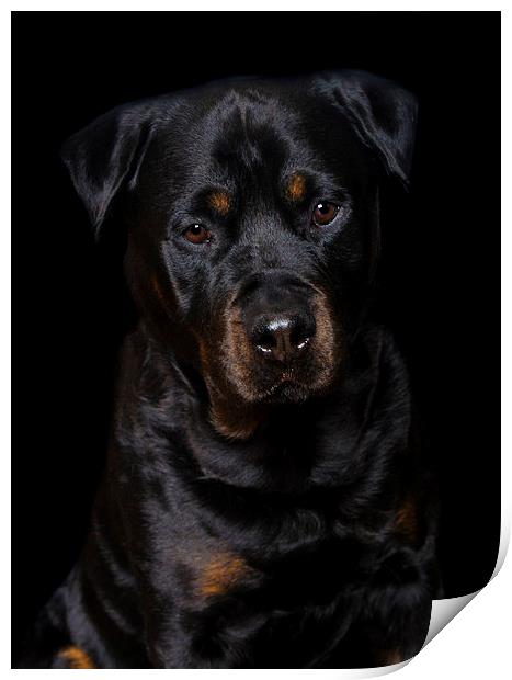  Rottweiler portrait Print by Jade Scott