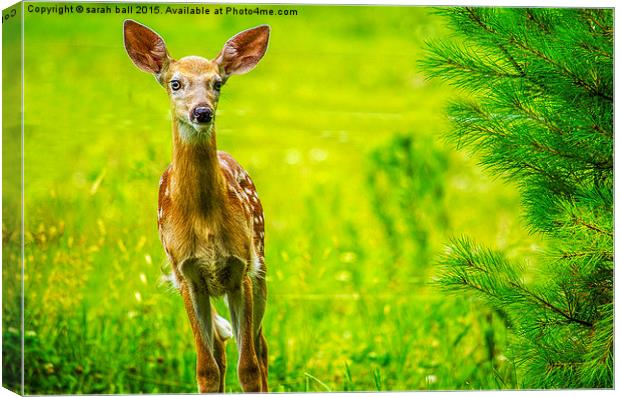  White-Tail Fawns Curiousity Canvas Print by Sarah Ball