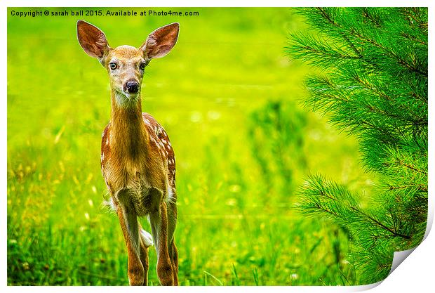  White-Tail Fawns Curiousity Print by Sarah Ball