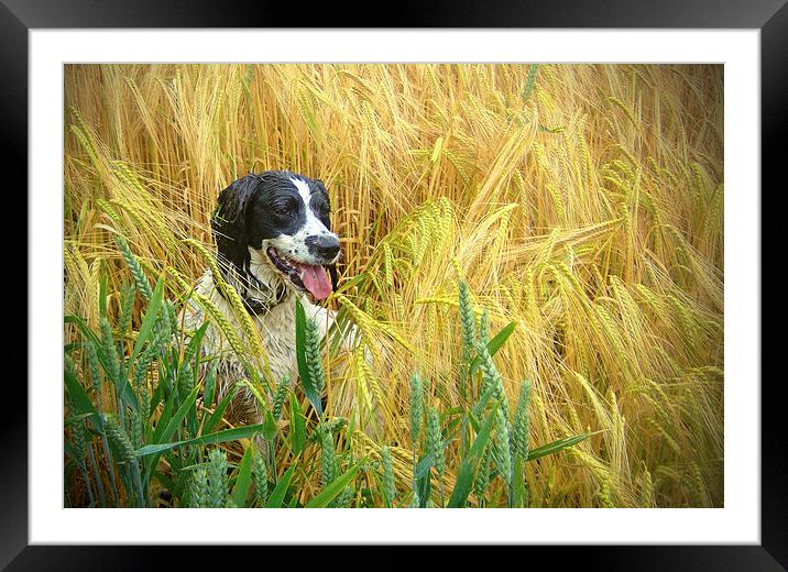  Springer Spaniel in the Wheat Framed Mounted Print by paul lewis