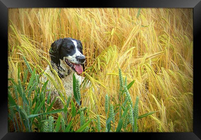  Springer Spaniel in the Wheat Framed Print by paul lewis