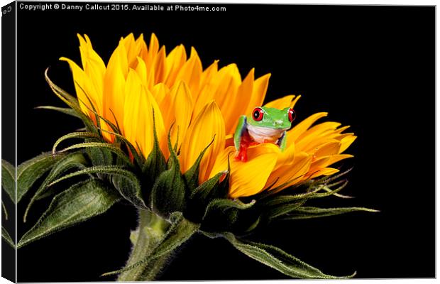 Red Eyed Tree Frog Canvas Print by Danny Callcut