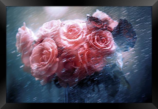  Rain Red Roses Nostalgia Framed Print by Jenny Rainbow
