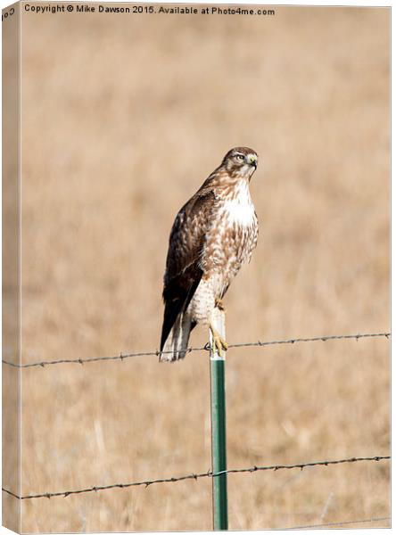 Red Tail Stare Canvas Print by Mike Dawson
