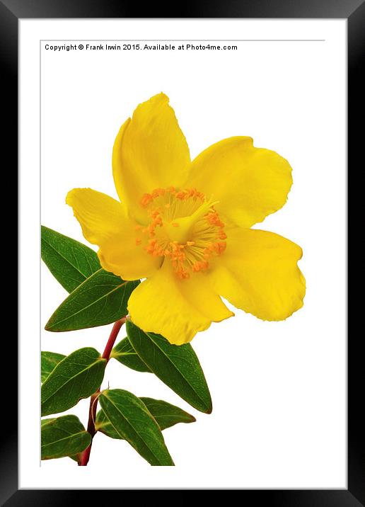  A single Hypericum bloom Framed Mounted Print by Frank Irwin