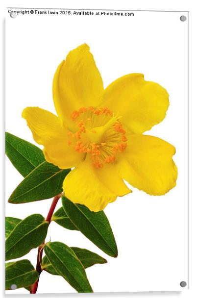  A single Hypericum bloom Acrylic by Frank Irwin