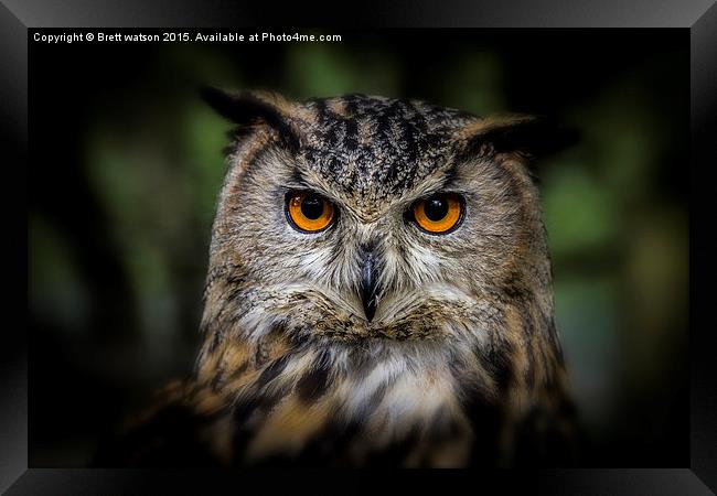  european eagle owl Framed Print by Brett watson