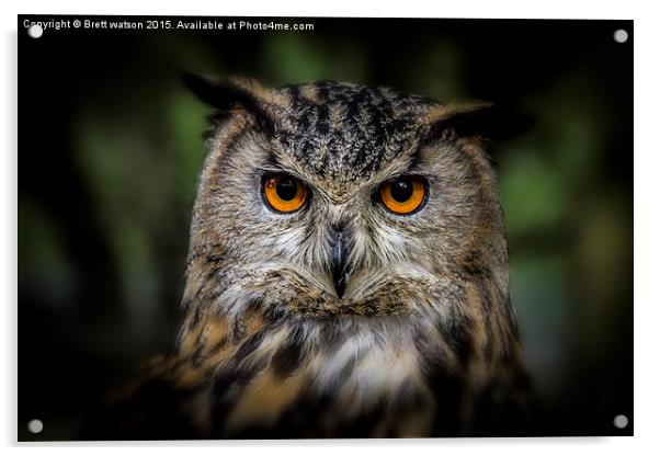  european eagle owl Acrylic by Brett watson