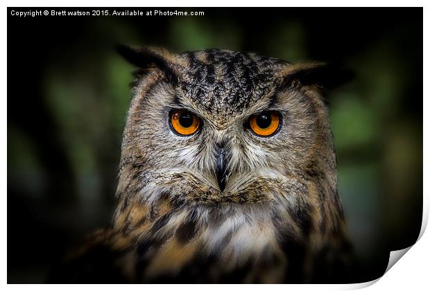  european eagle owl Print by Brett watson