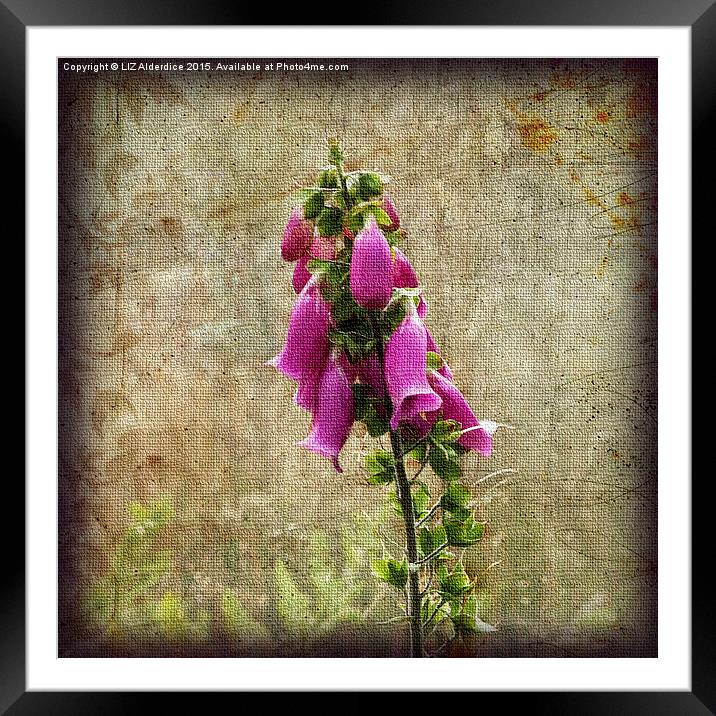  Foxglove Framed Mounted Print by LIZ Alderdice