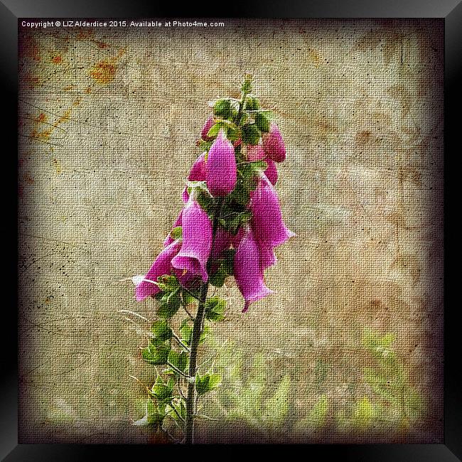  Foxglove Flowers Framed Print by LIZ Alderdice