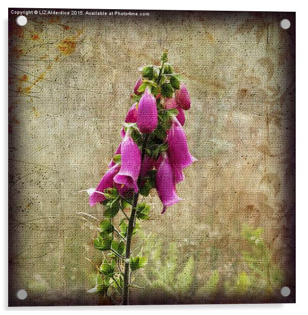  Foxglove Flowers Acrylic by LIZ Alderdice