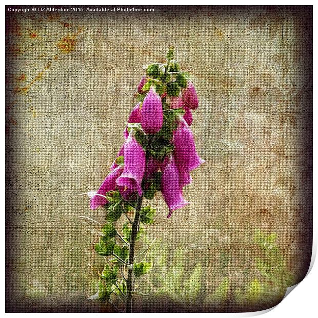  Foxglove Flowers Print by LIZ Alderdice