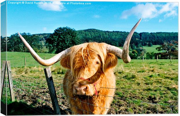  Highland cow Canvas Print by Photogold Prints