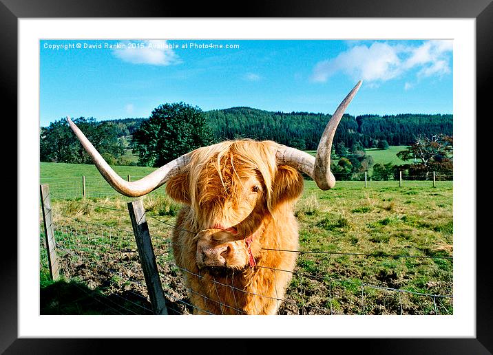  Highland cow Framed Mounted Print by Photogold Prints