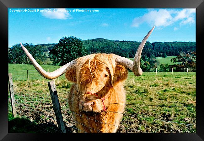  Highland cow Framed Print by Photogold Prints