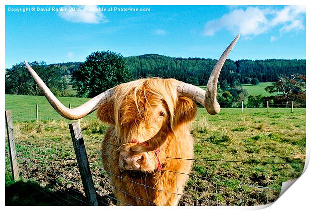  Highland cow Print by Photogold Prints