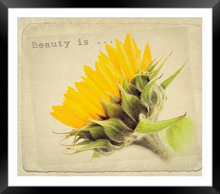 Sunflower Beauty. Framed Mounted Print by Rosanna Zavanaiu