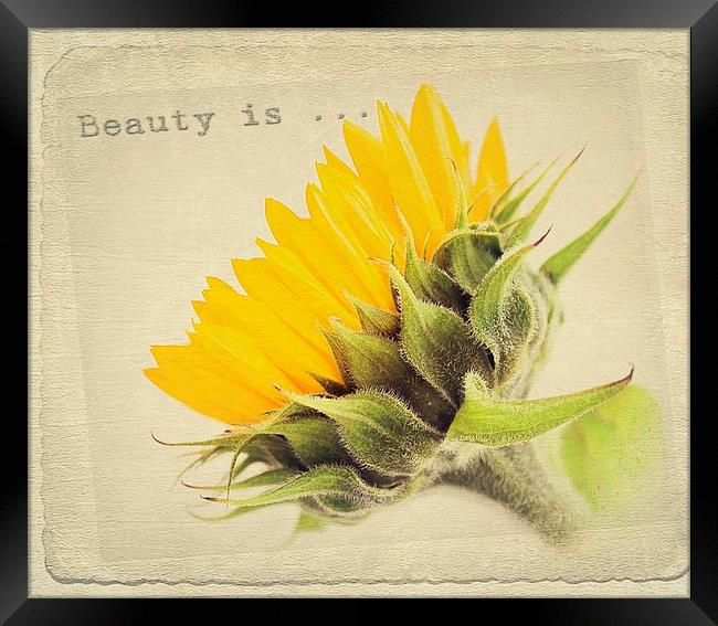  Sunflower Beauty. Framed Print by Rosanna Zavanaiu